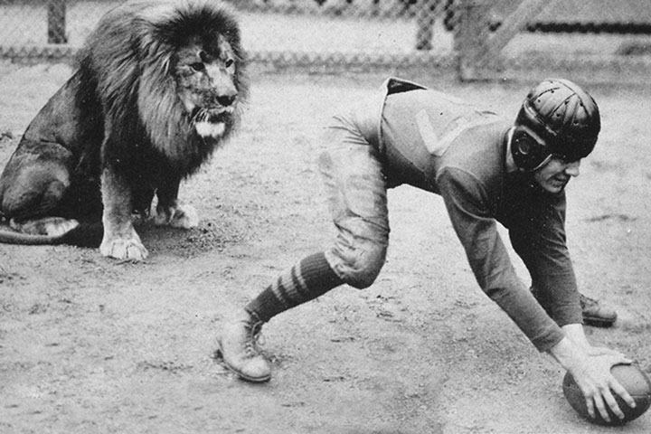 A football player positioned to hike a football to a male lion sitting behind him